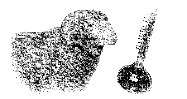 a ram and a sitar